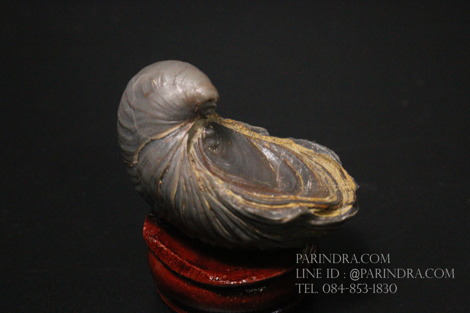 ฟอสซิลหอยนางรมโบราณ ชนิด Gryphaea arcuata จาก England #GRY003