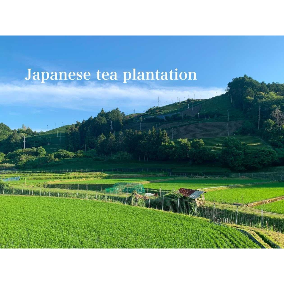 มัทฉะพรีเมียม เกรดพิธีชงชา Kanbayashi Shunsho Biwa no Shiro Matcha จากประเทศญี่ปุ่น 20g