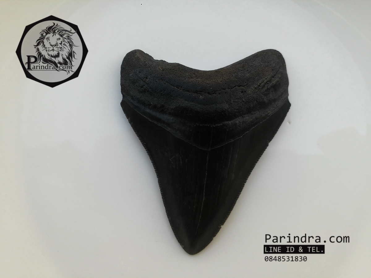 ฟันฉลามยักษ์เมกกาโลดอน Megalodon จาก South Carolina USA ขนาด 2 7/8 นิ้ว #MGT003