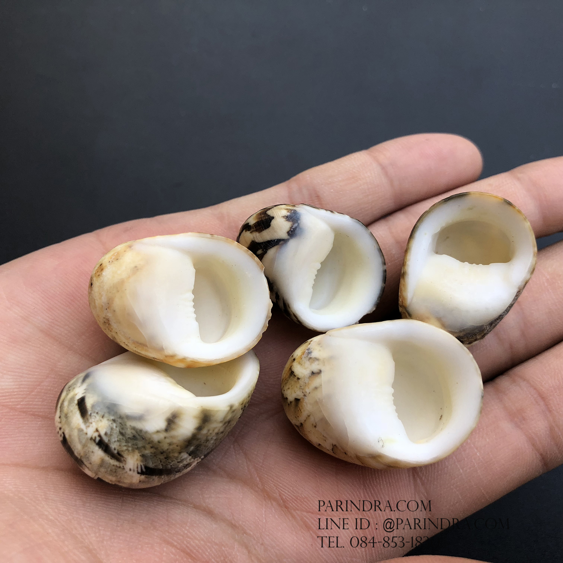 เซ็ตเปลือกหอยน้ำพริก หอยนกหวีด Nerita sp. เป่ามีเสียง สีสวย Set 7