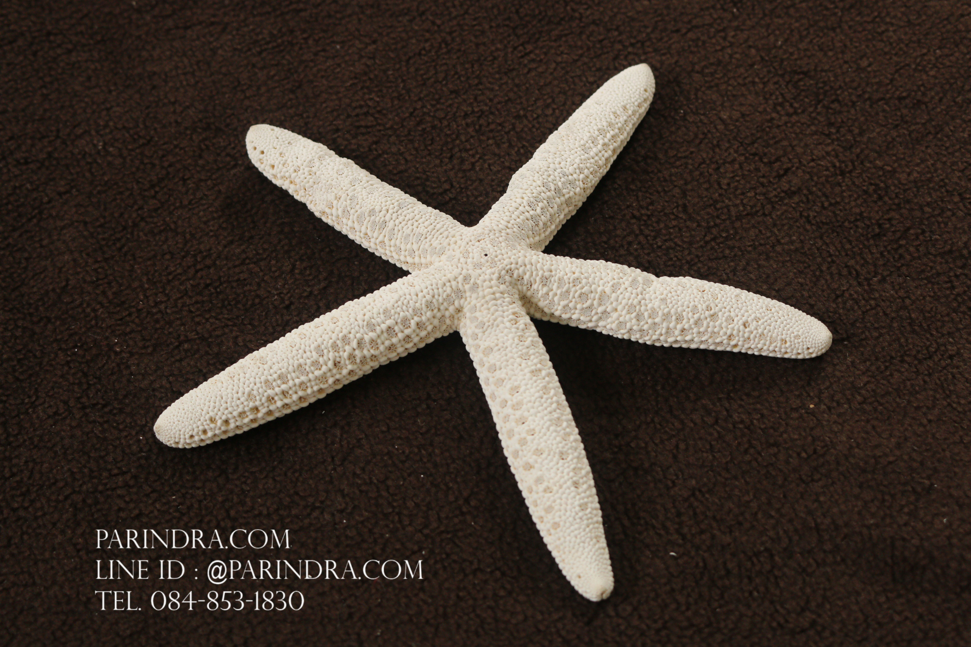 ปลาดาวอ้วน ขนาด 6.5 นิ้ว สวยคัดพิเศษ RSF #009 (สินค้าตามรูป)