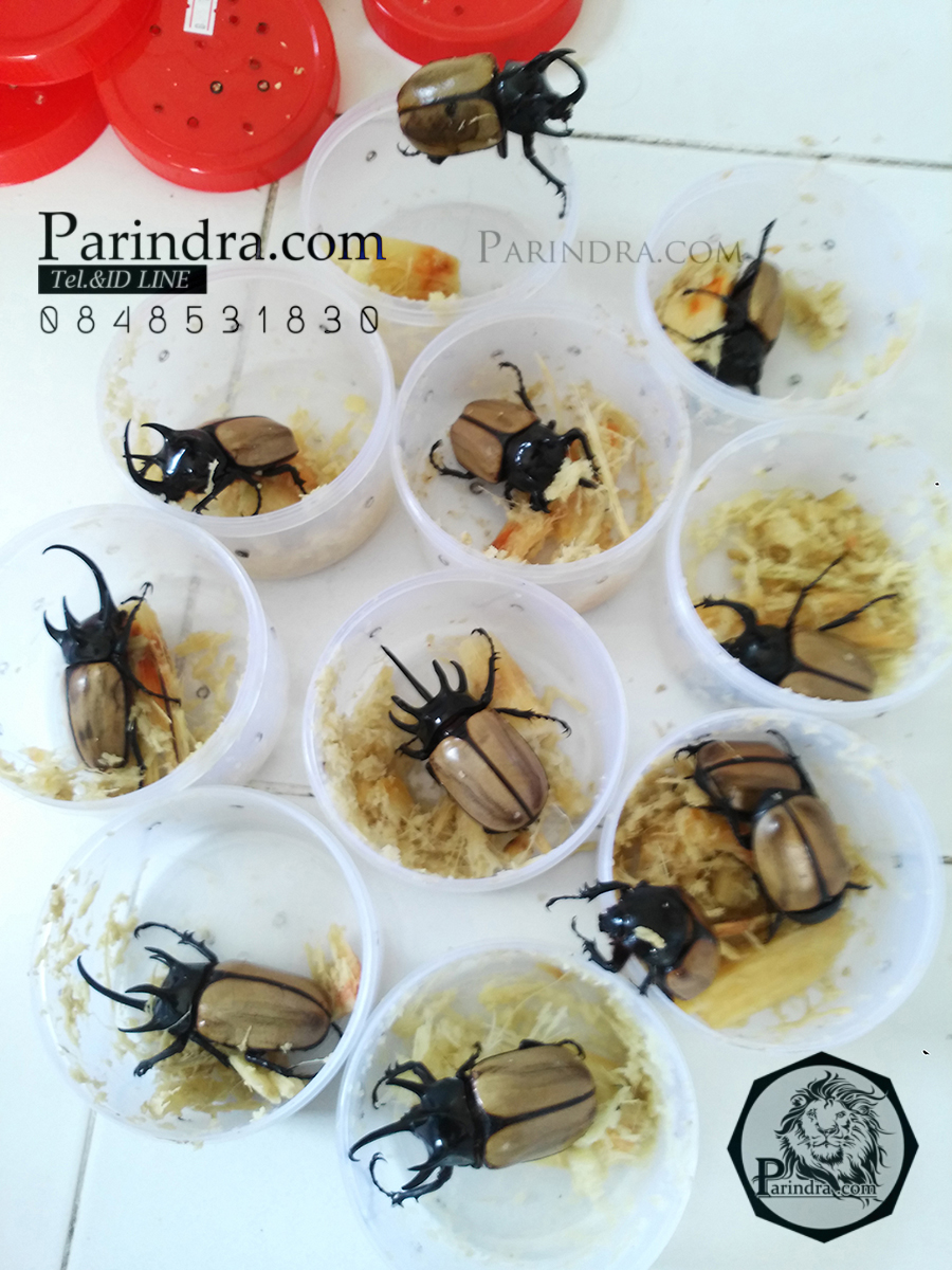 ด้วงกว่างตัวเต็มวัยตัวผู้และตัวเมีย Eupatorus gracilicornis (WD) ตัวป่า กว่างห้าเขาหรือ กว่างซางเหนือ จากภาคเหนือ