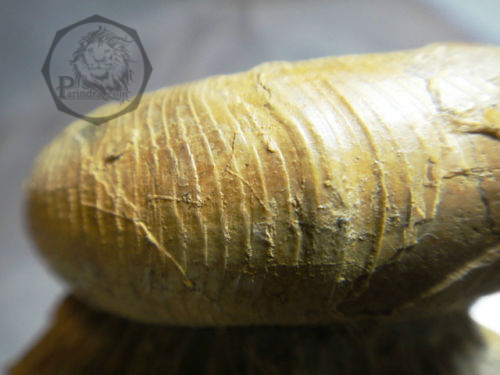 ฟอสซิลหอยแอมโมไนท์ (Gaudryceras sp.) หายาก Fossil จากประเทศ Hokkaido, Japan #AM012