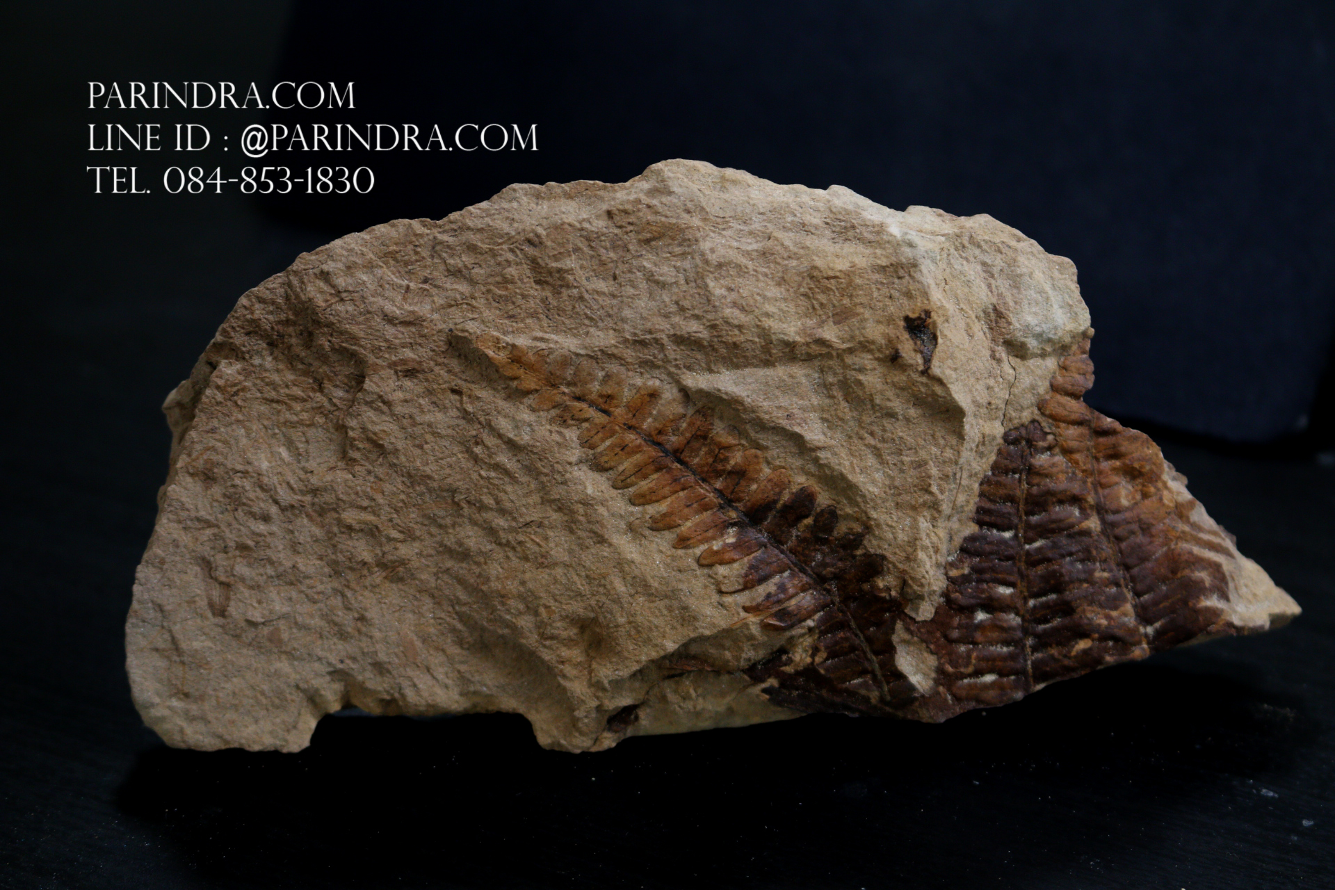 ฟอสซิลเฟิร์น ชนิด Polymorphopteris magdalenae จาก SPAIN #FRN006