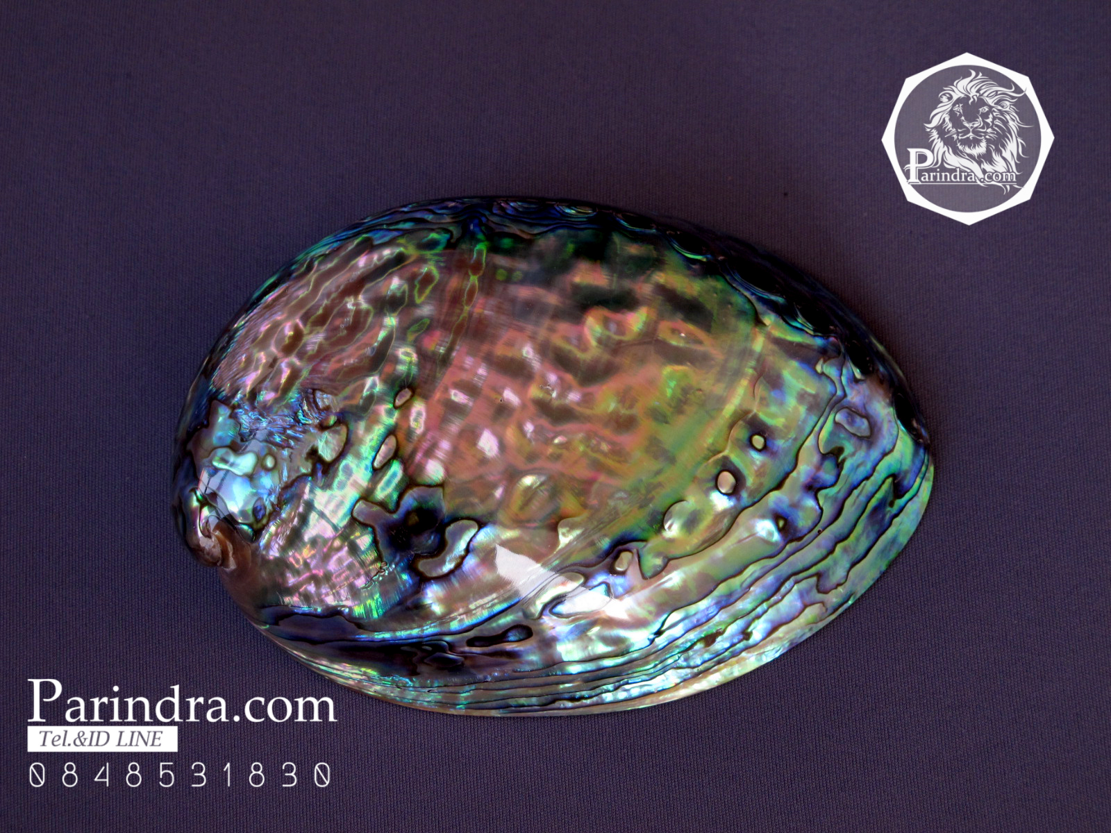 เปลือกหอยเป๋าฮื้อแท้ (Abalone) ขัด สีปีกแมลงทับ ขนาดใหญ่ HA002