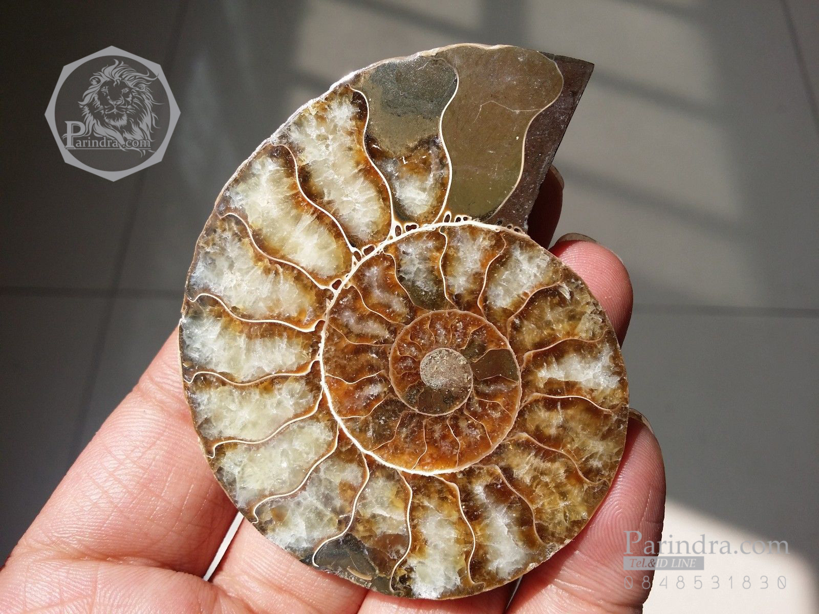 ฟอสซิลหอย Ammonite (Cleoniceras besairiei) ผ่าซีกเห็นเนื้อแร่ - จาก Madagascar #AM031
