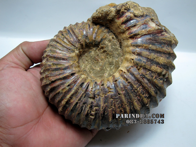ฟอสซิลหอย Ammonite (CRETACEOUS MANTELLICERAS) พร้อมขาตั้งโชว์