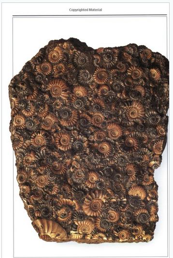 หนังสือคู่มือฟอสซิลของ Smithsonian Handbooks: Fossils