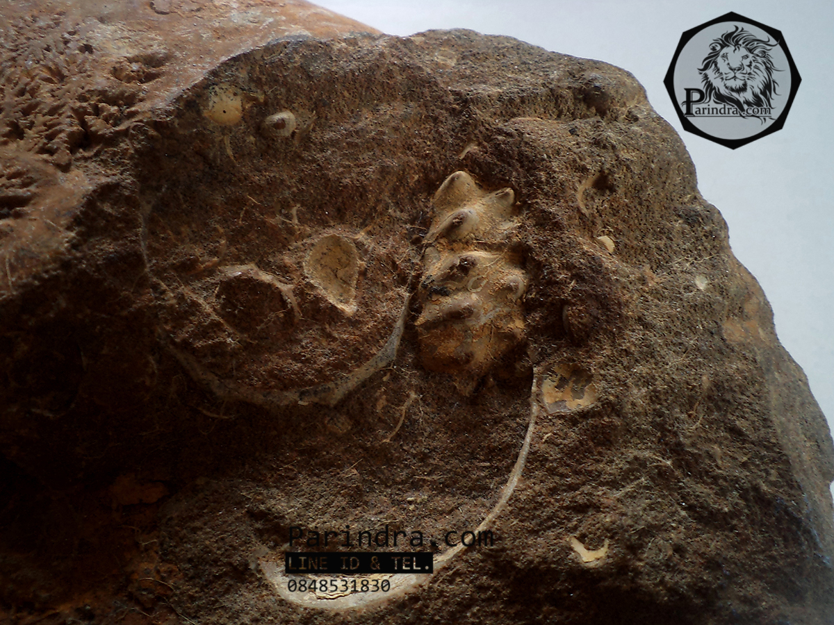 ฟอสซิลหอย Ammonite Eotetragonites rossmatteliformis (หายาก) - จาก Indonesia #AM025