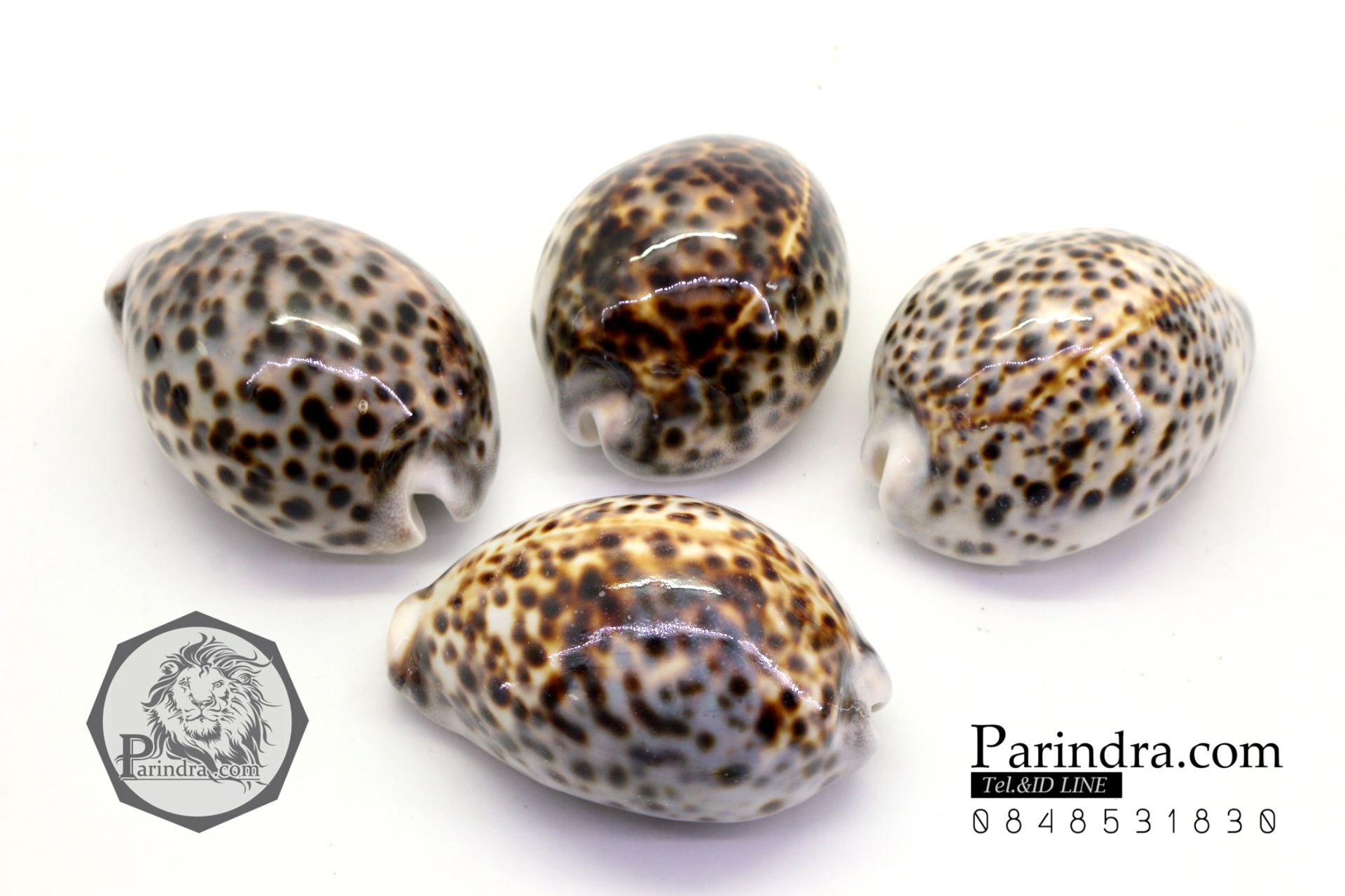 ขายเปลือกหอยเบี้ยขนาดใหญ่ หอยเบี้ยโป่งลายเสือ หอยเบี้ยลายเสือ # Cypraea tigris ขนาด 70-90 มม.