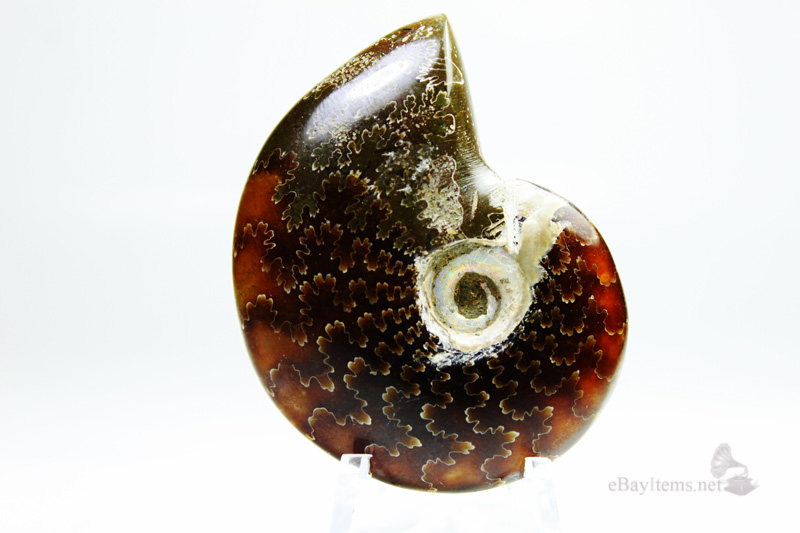 ฟอสซิลหอย Ammonite (Cleoniceras besairiei) S3