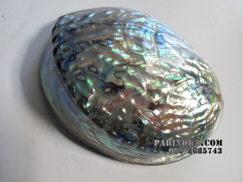เปลือกหอยเป๋าฮื้อแท้ (Abalone) ขัด ขนาดใหญ่ สำหรับตกแต่งและงานฝีมือ