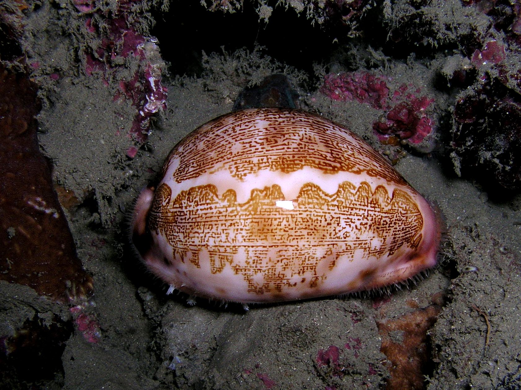 เปลือกหอยเบี้ยแผนที่ Map Cowry (Leporicypraea mappa) ขนาด 70-80 mm