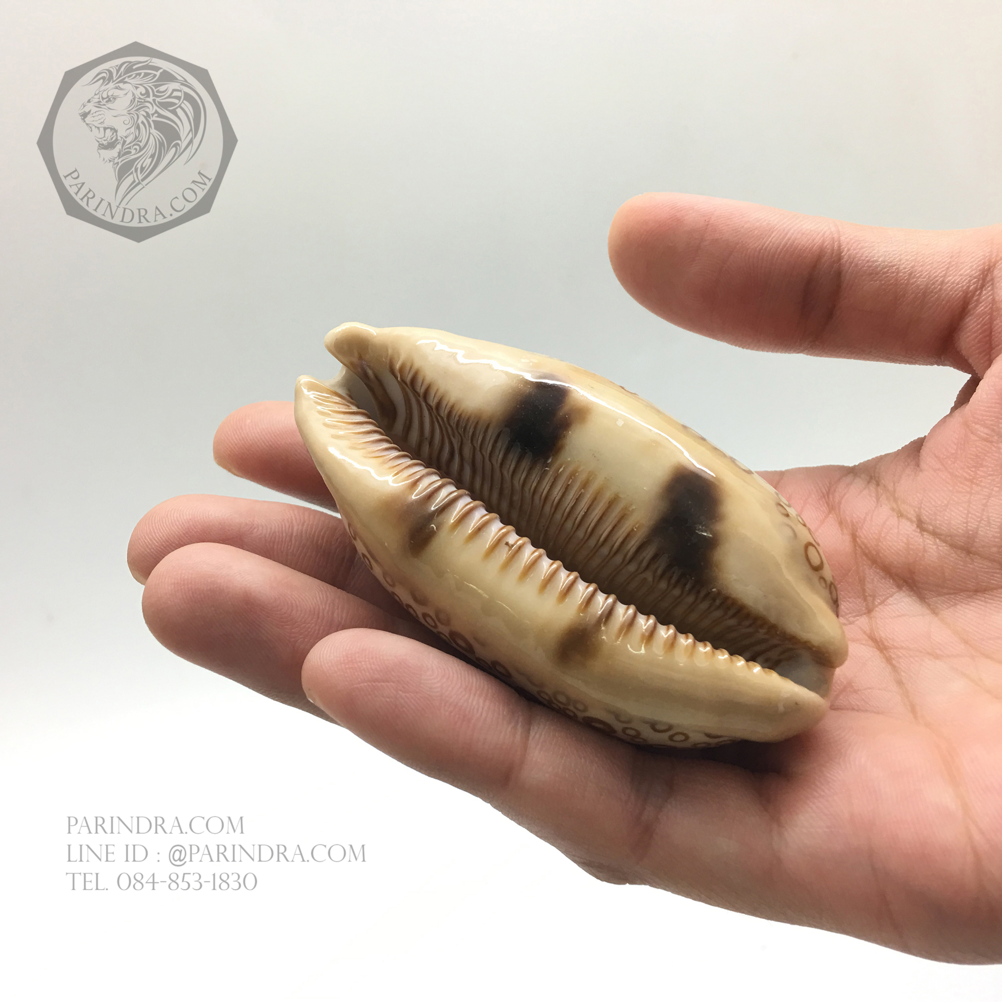 เปลือกหอยเบี้ยพันตา EYED COWRIE #Cypraea argus ขนาด 2.92 นิ้ว หายาก #CAG002