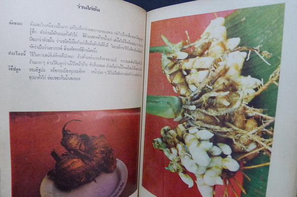 อภินิหารว่านศักดิ์สิทธิ์ : ค้นคว้าและเรียบเรียง โดย เชษฐา พยากรณ์