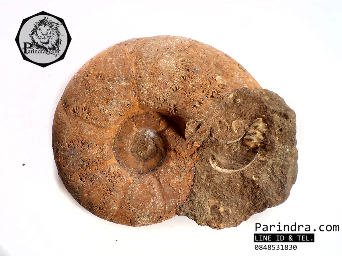 ฟอสซิลหอย Ammonite Eotetragonites rossmatteliformis (หายาก) - จาก Indonesia #AM025