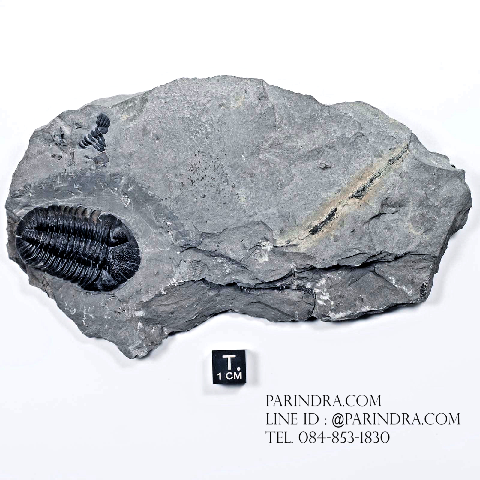 ฟอสซิล Trilobite Eldredgeops rana หายาก, USA #TLB011