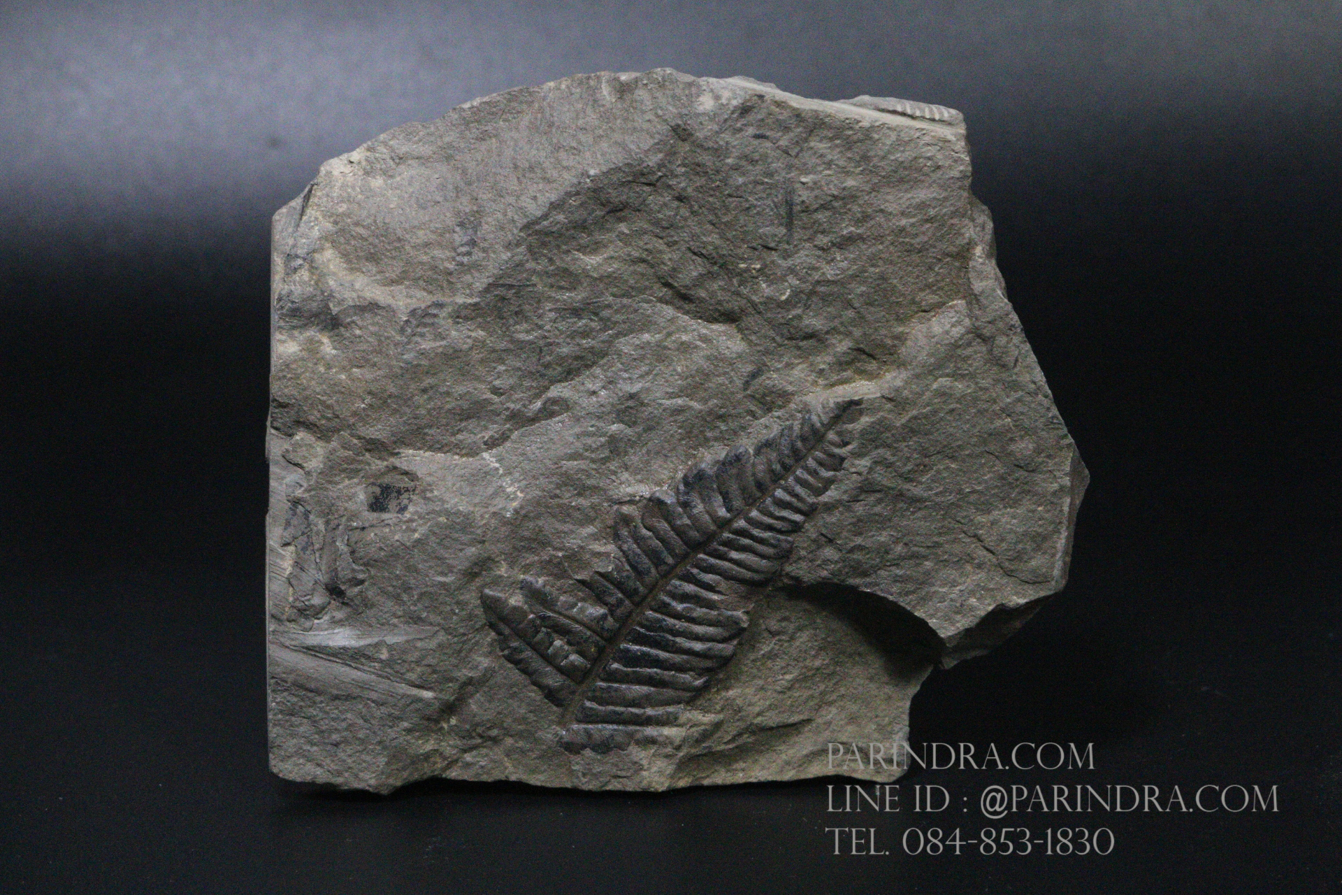 ฟอสซิลเฟิร์น ชนิด Callipteridium gigas จาก SPAIN #FRN001
