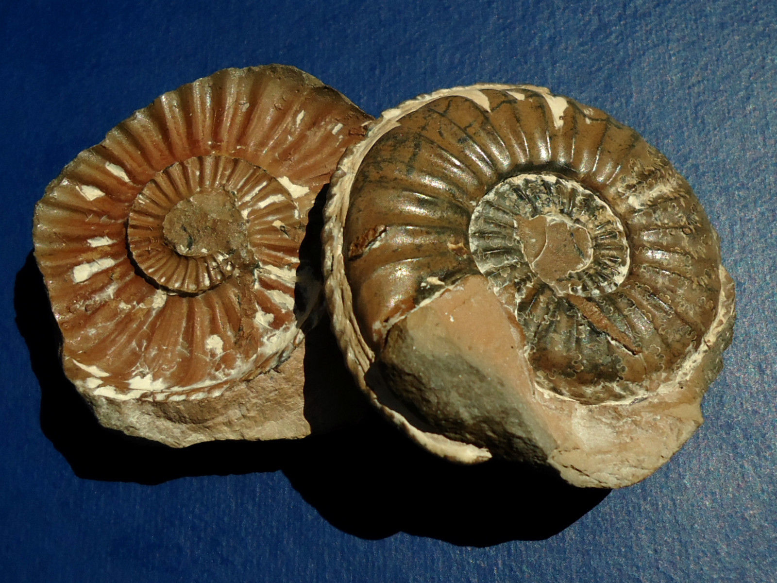 ฟอสซิลหอย Ammonite (PLEUROCERAS CF.SOLAR) พร้อม Negative Matrix - จากประเทศ Germany #AM016