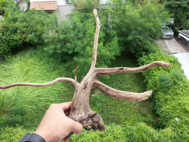 ขอนไม้ตกแต่งตู้ปลาหรือใช้เลี้ยงสัตว์เลื้อยคลาน