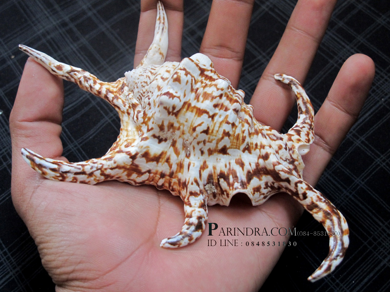 ขายเปลือกหอยจักรนารายณ์ขนาดเล็ก สวยๆ แต่งร้าน ตั้งโต๊ะทำงาน