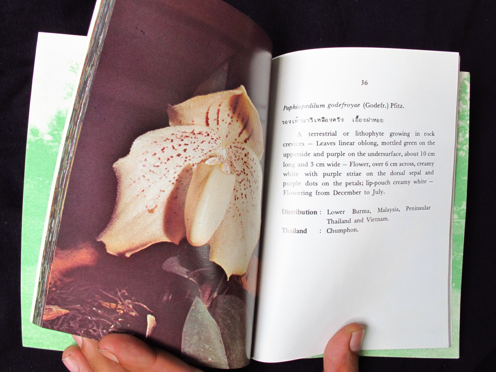 หนังสือภาพสีชุดดอกไม้เมืองไทย เล่ม 10 Flowers in Thailand nature series No.02i