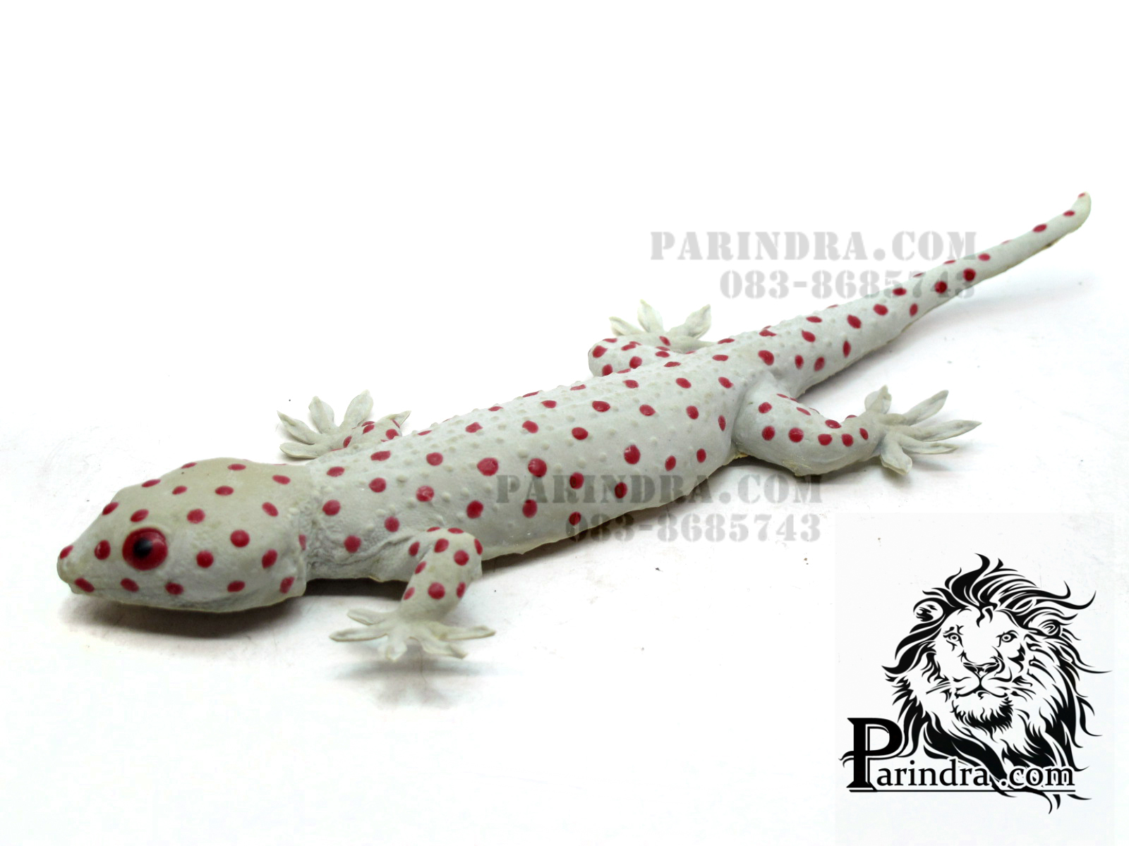 ตุ๊กแกปลอมตัวใหญ่ เหมือนจริงมาก ออกสีเผือก