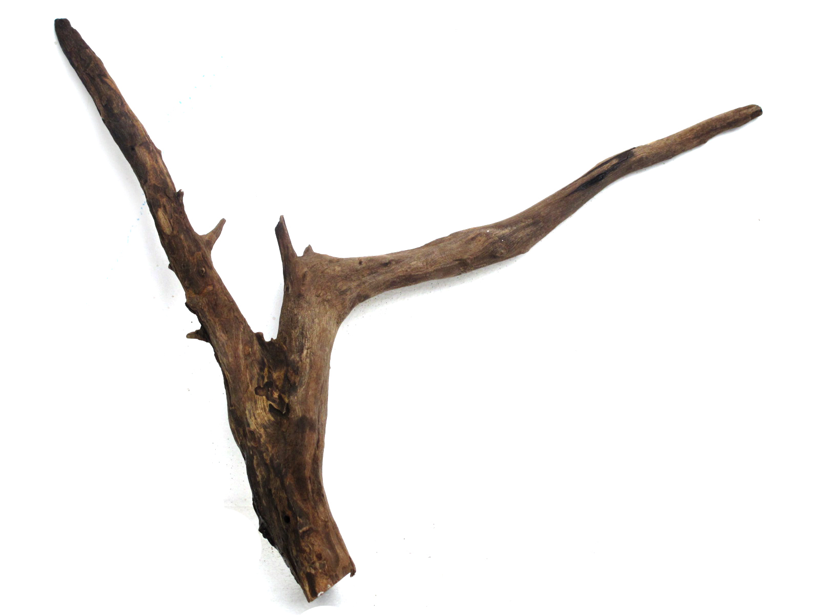 ขอนไม้ตกแต่งตู้ปลาและตู้พรรณไม้น้ำ