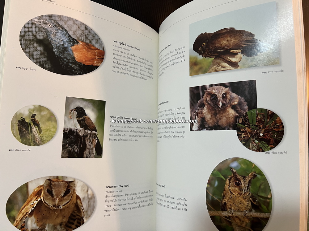 สัตว์ป่าในพรุโต๊ะแดง ( นราธิวาส ) โดย ศูนย์วิจัยและศึกษาธรรมชาติป่าพรุโต๊ะแดง