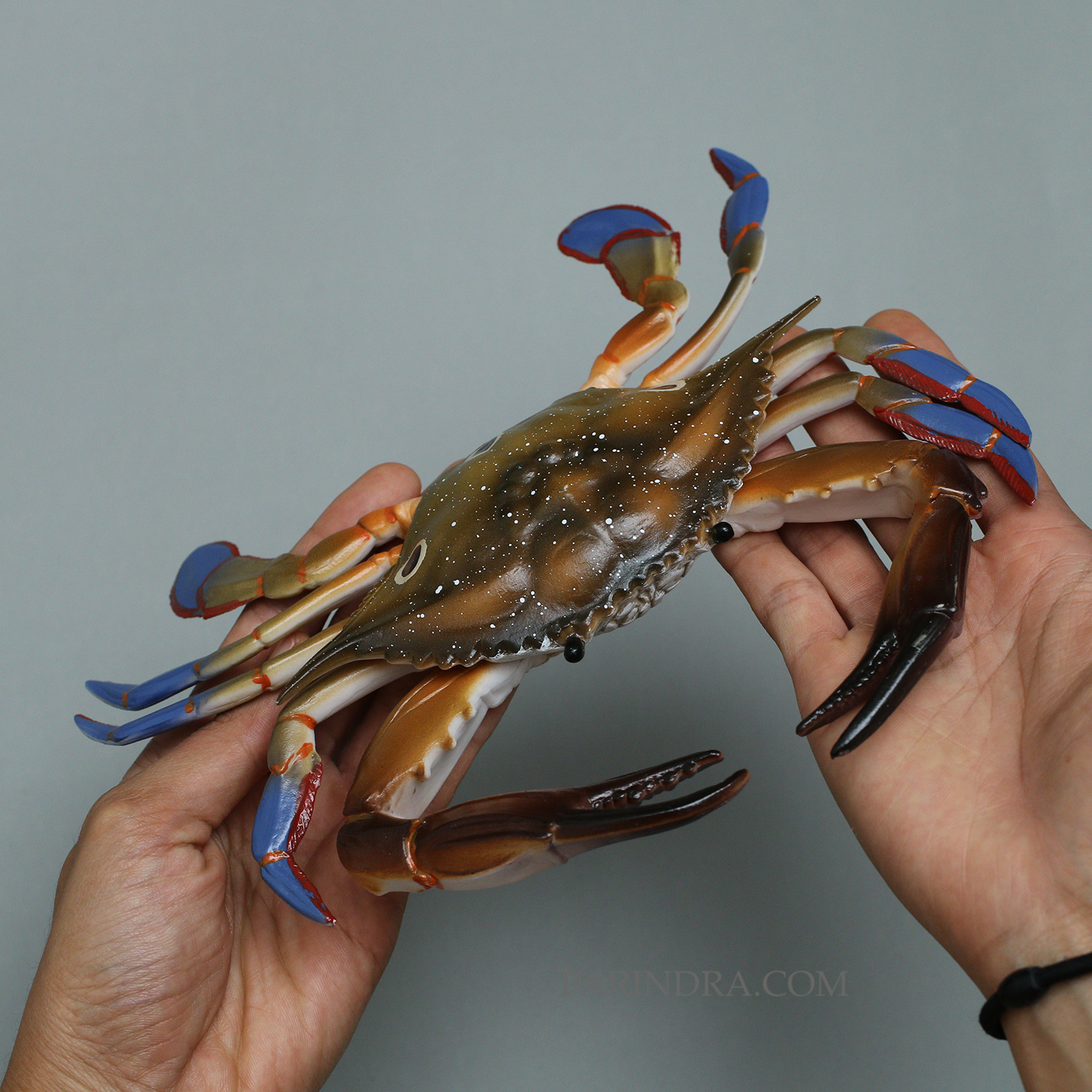 โมเดลจำลอง ปูม้าเพศผู้ ปูดาว สวยงาม เหมือนจริงมากๆ