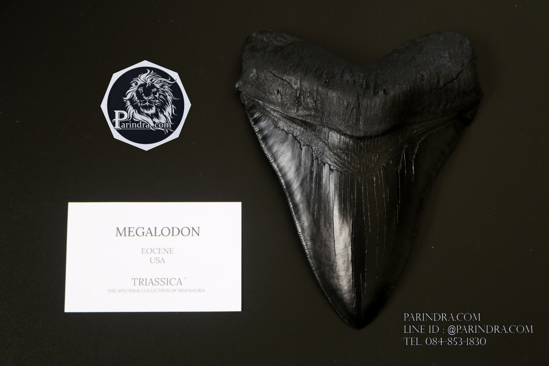 โมเดลจำลอง ฟันฉลามยักษ์เมกกาโลดอน Megalodon ขนาด 6 นิ้ว พร้อมฐานวาง #MGT006