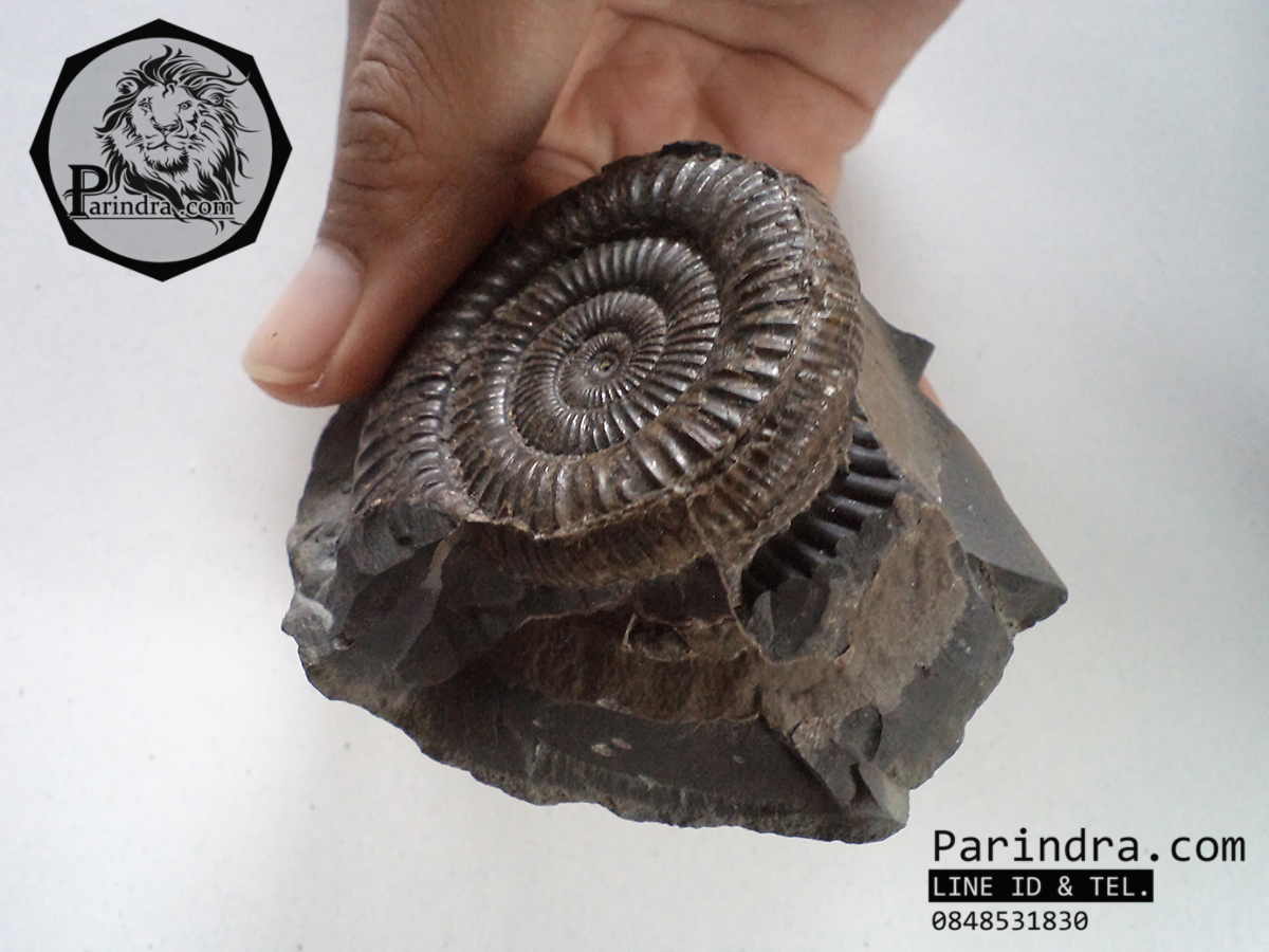 ฟอสซิลหอย Ammonite Dactylioceras commune Whitby Fossil UK #AM002