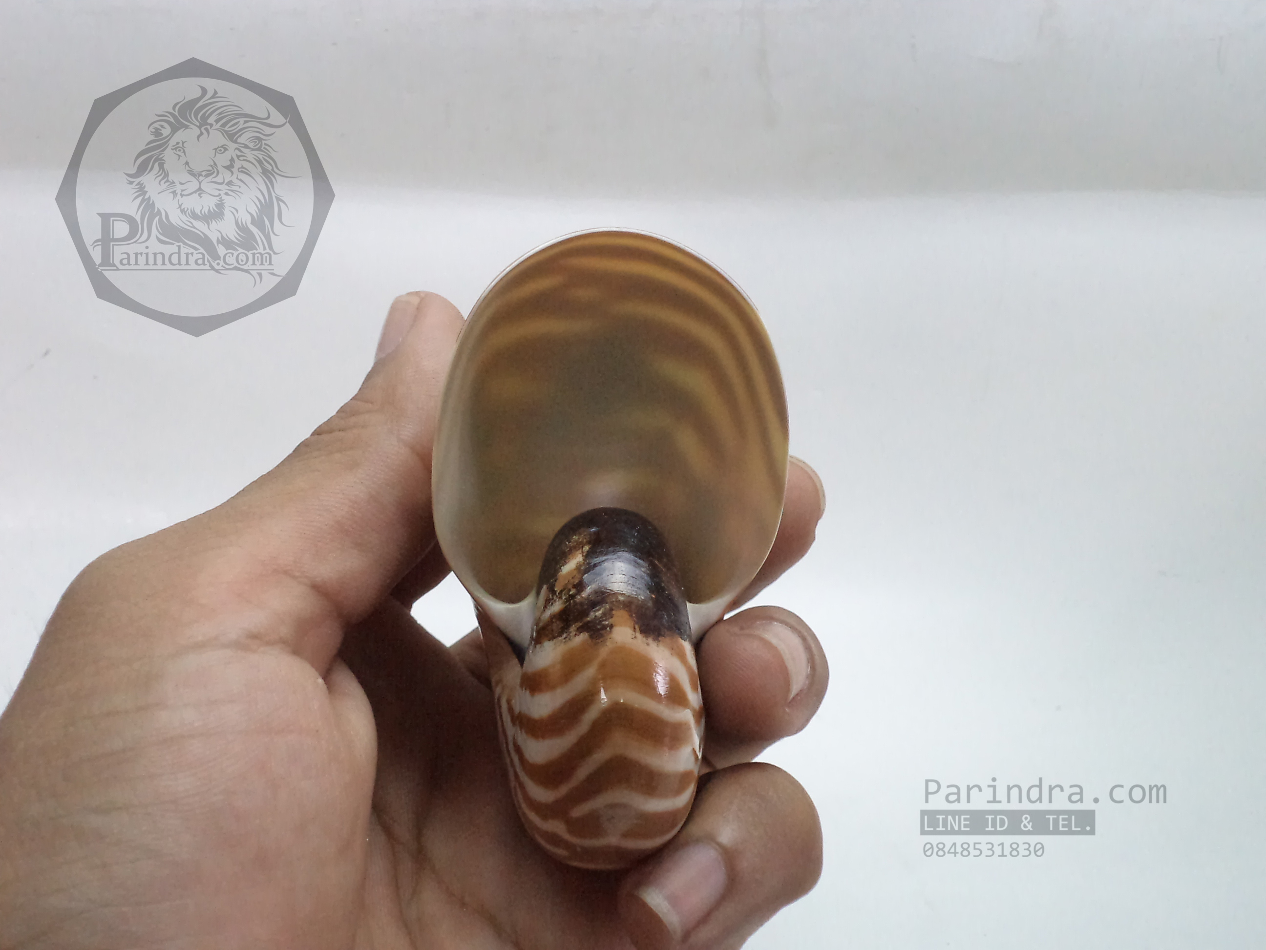 เปลือกหอย นอติลุส หอยงวงช้าง ขนาดเล็ก ขนาด 3 นิ้ว ผิวสีธรรมชาติ 003
