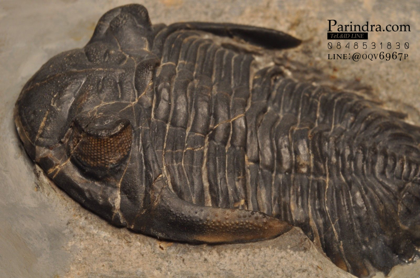 ฟอสซิล Trilobite Hollardops sp. Alnif, Morocco #TLB006