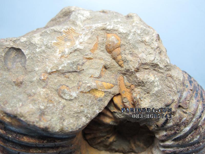 ฟอสซิลหอย Ammonite (CRETACEOUS MANTELLICERAS) พร้อมขาตั้งโชว์