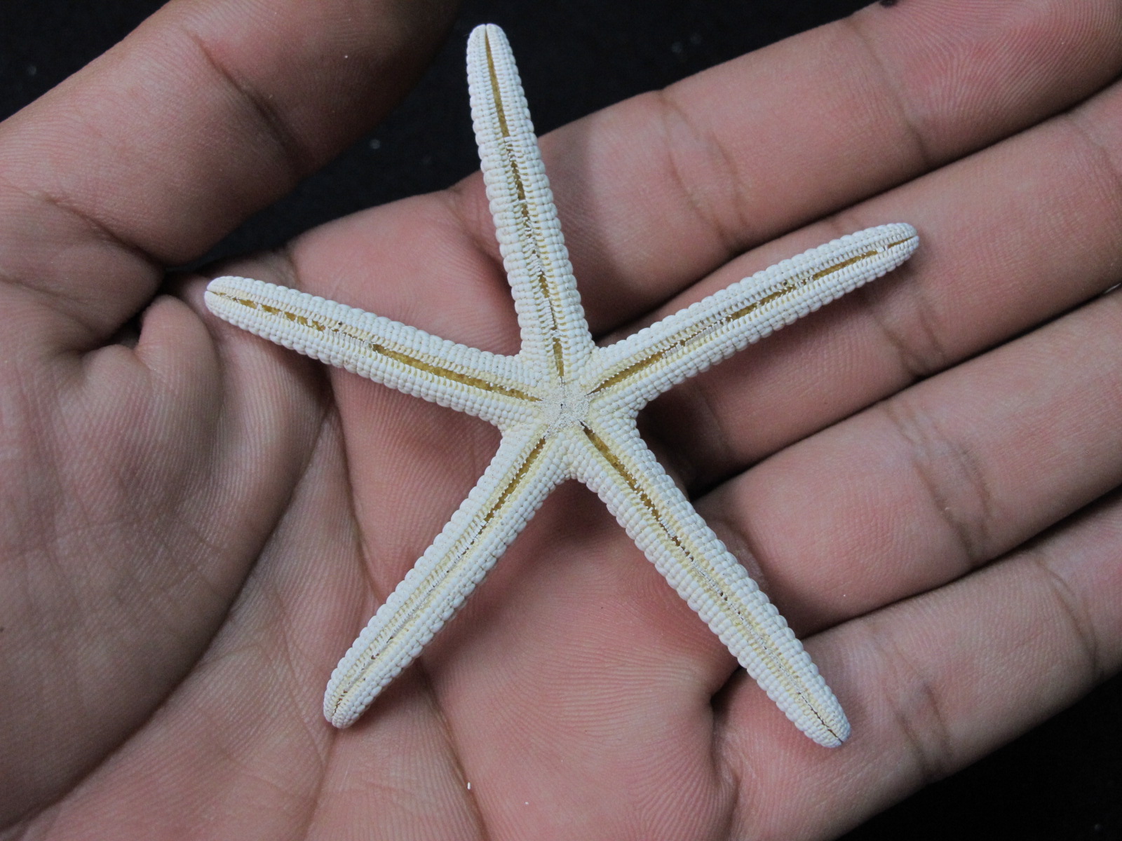 ปลาดาวขนาดเล็ก 3 นิ้ว ราคา ตัวละ 35 บาท