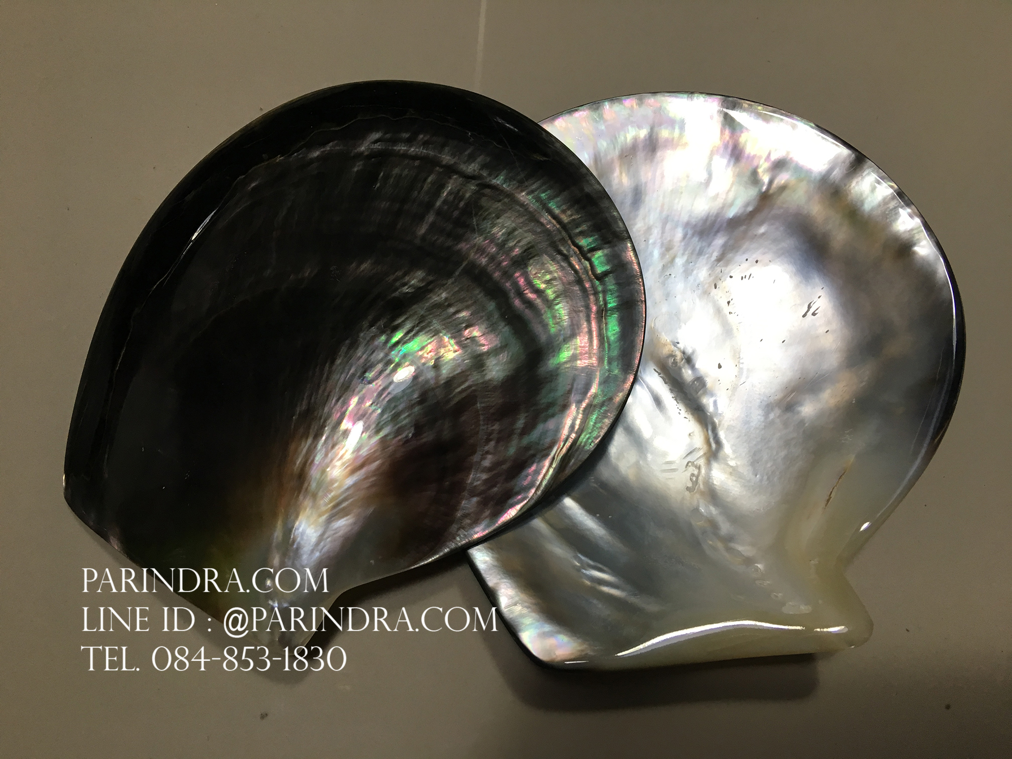 เปลือกหอยมุกจานดำ Black Pearl ขัดมันแวววาว สวยงาม