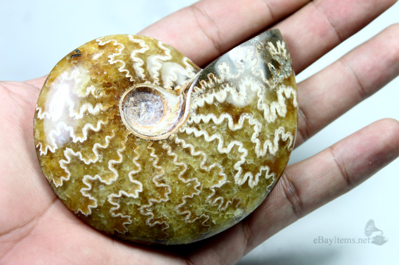 ฟอสซิลหอย Ammonite (Cleoniceras besairiei) L1