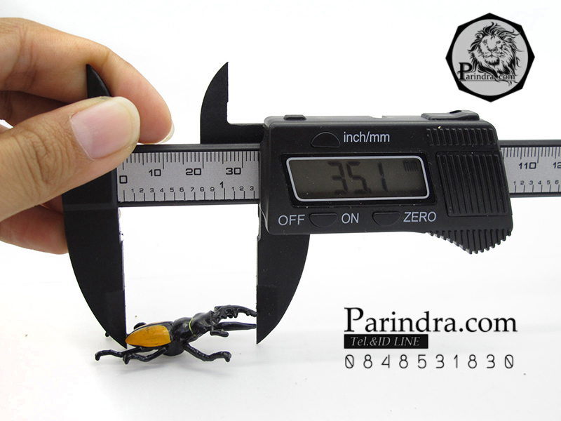 โมเดลด้วง