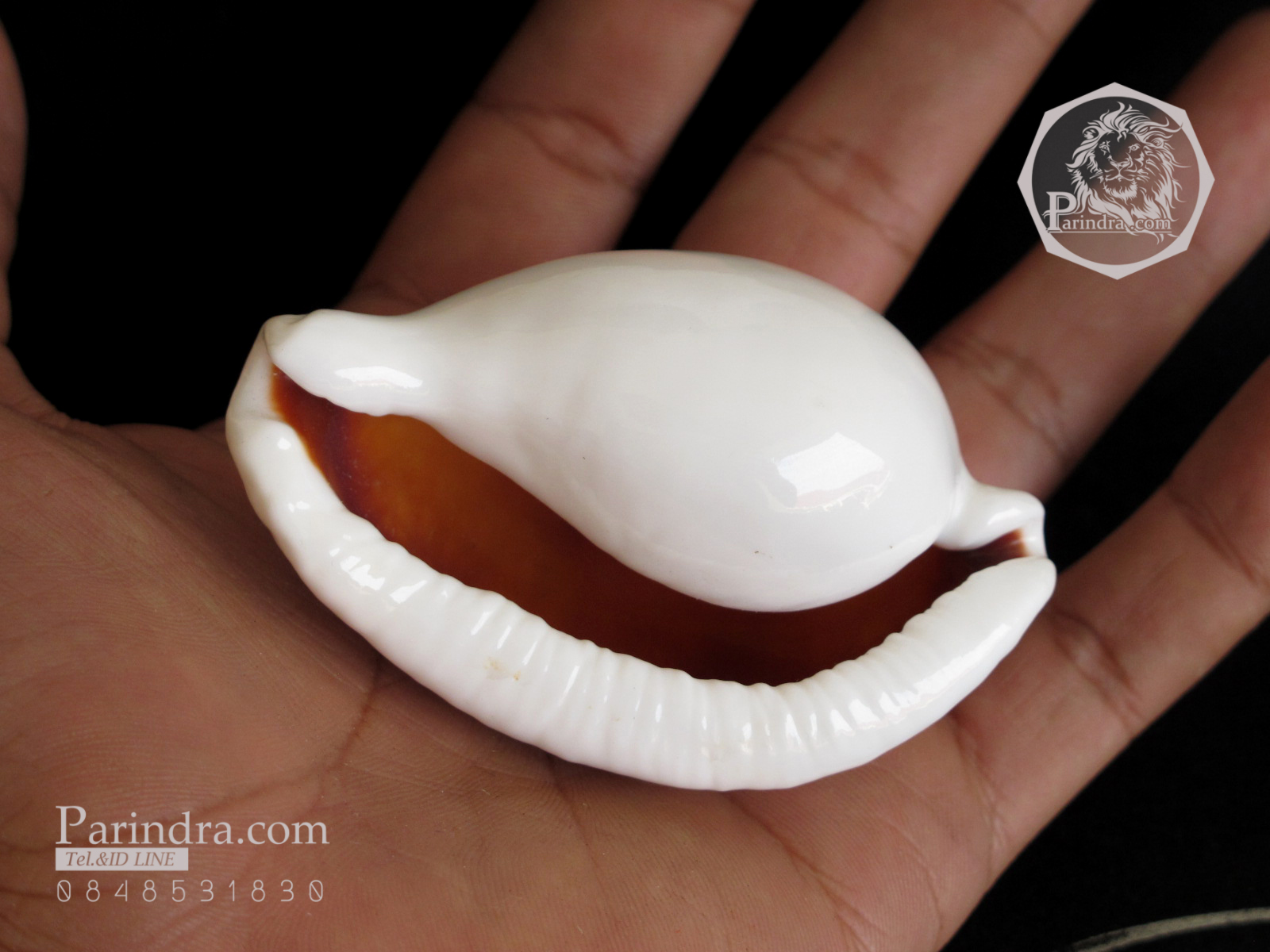 ขายเปลือกหอยเบี้ยไข่ หอยไข่ หอยเบี้ยไข่ หอยเบี้ยแม่ชี Eeg Cowry (Ovula ovum) ขนาดประมาณ 70 มม.