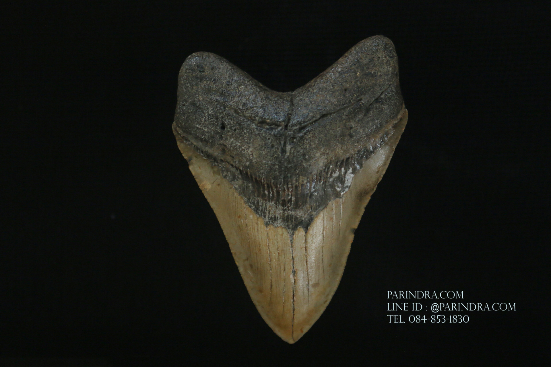 ฟันฉลามยักษ์เมกาโลดอน Megalodon ขนาด 4.45" #MGT008