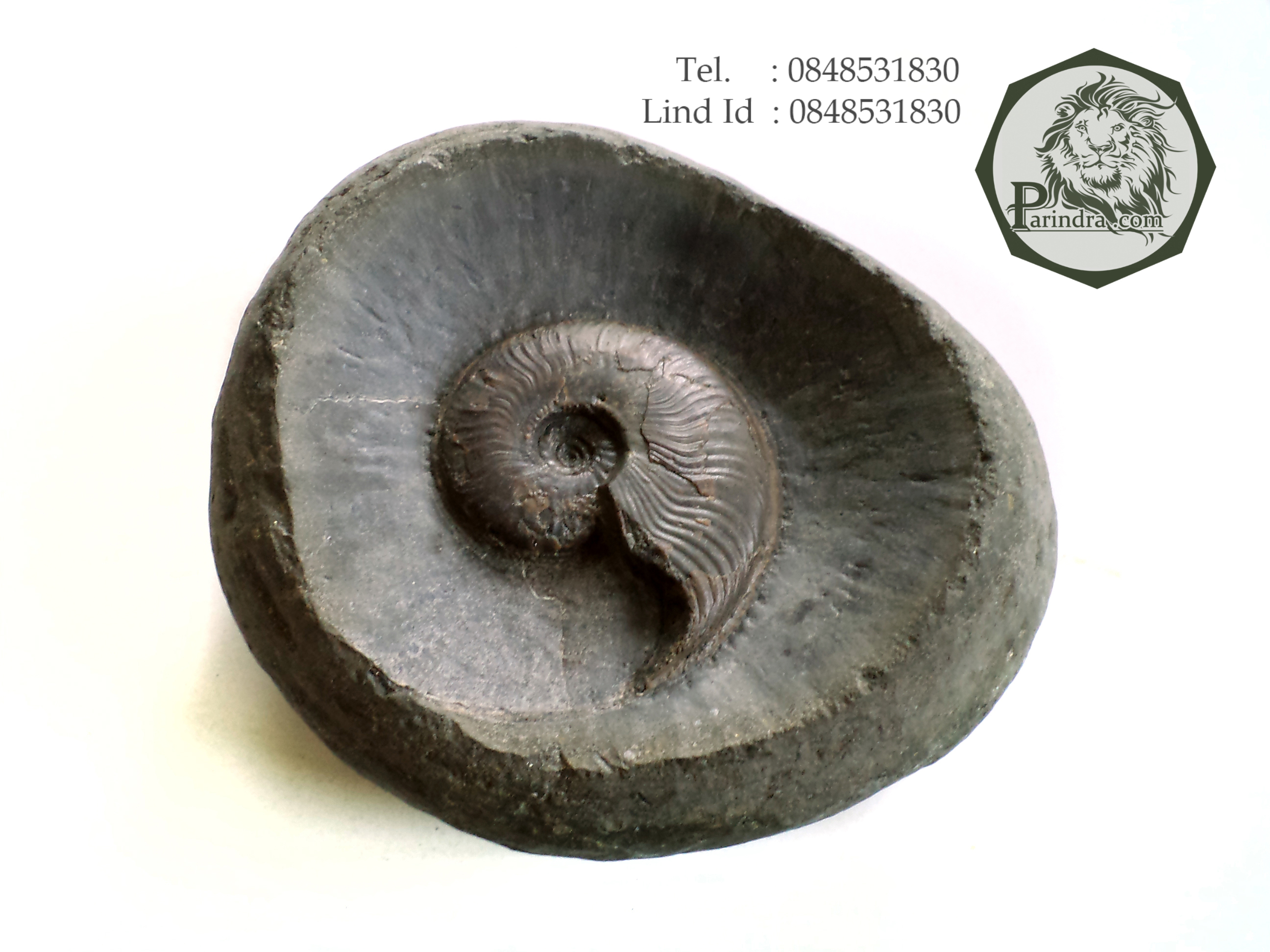 ฟอสซิลหอย Ammonite ใน Matrix หายาก (Eleganticeras elegantulum) Yorkshire UK ประเทศอังกฤษ #AM017