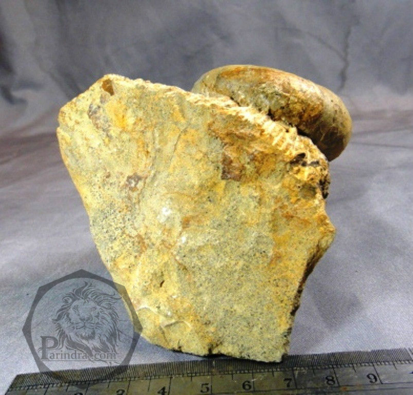 ฟอสซิลหอยแอมโมไนท์ (Gaudryceras sp.) หายาก Fossil จากประเทศ Hokkaido, Japan #AM012