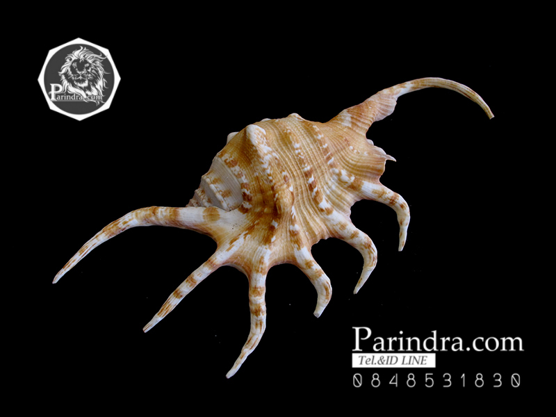 ขายเปลือกหอยจักรนารายณ์ LAMBIS CROCATA สภาพสมบูรณ์ #LC001