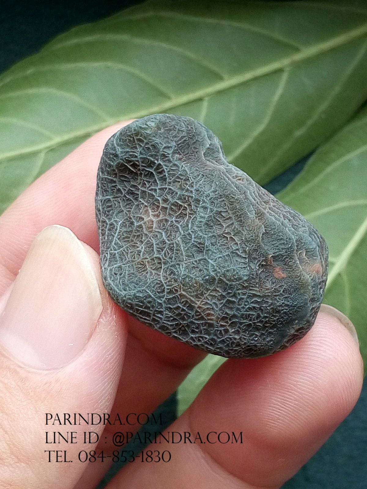 หินรูปทรงประหลาดจากทะเลทรายโกบี GOBI Filament Stone #GOBI002