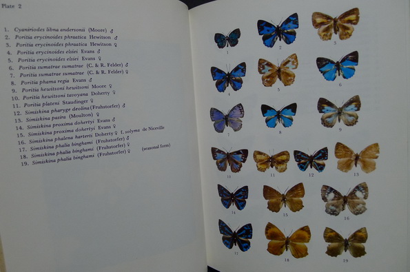 Butterflies in Thailand Volume 4