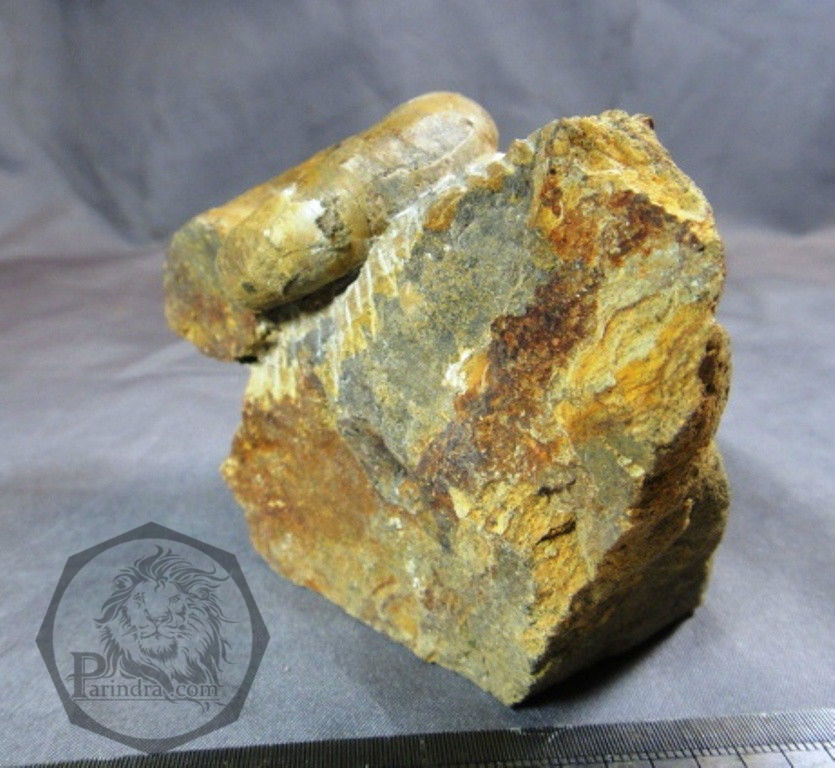 ฟอสซิลหอยแอมโมไนท์ (Gaudryceras sp.) หายาก Fossil จากประเทศ Hokkaido, Japan #AM012