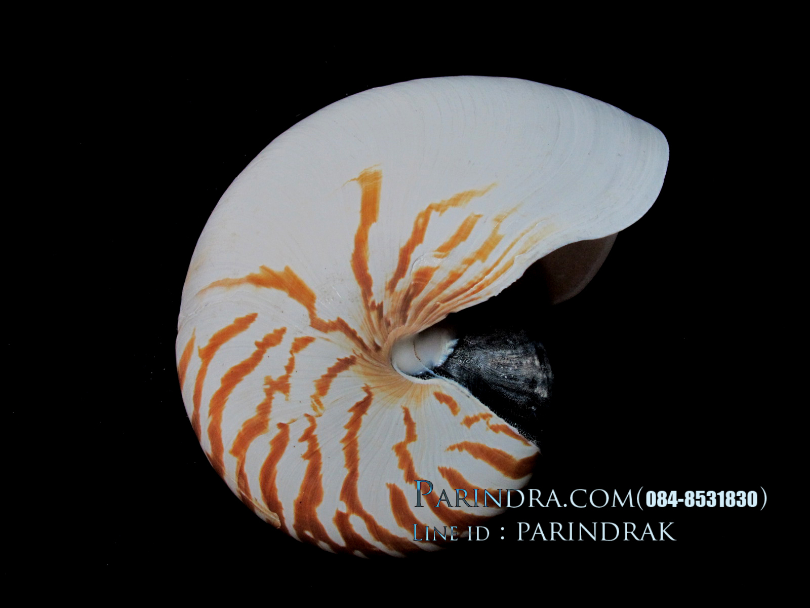 ขายเปลือกหอยงวงช้าง นอติลุส ขนาดใหญ่ 002