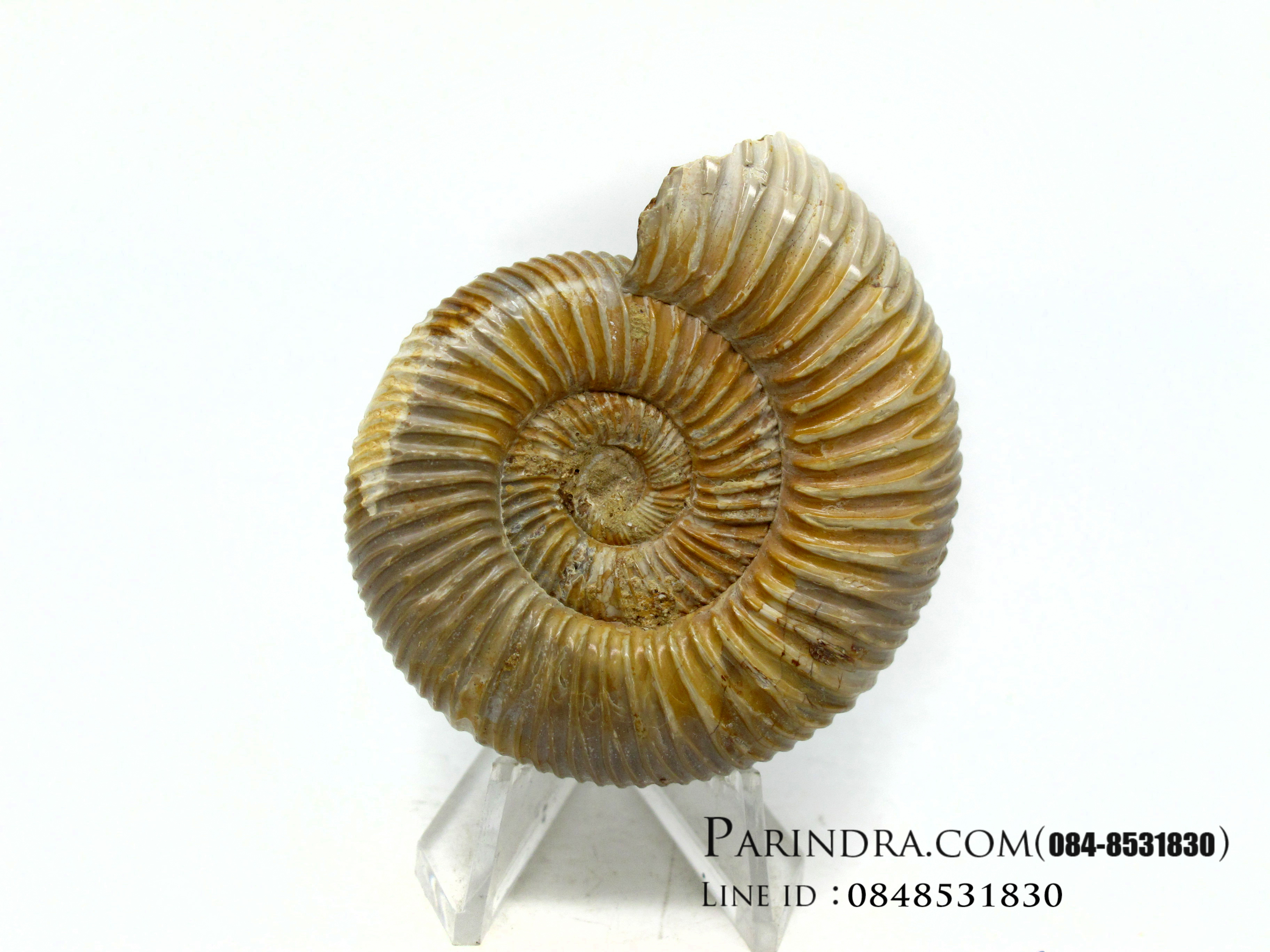 ฟอสซิลหอยแอมโมไนท์ (Perisphinctes virguloides) Fossil จากประเทศ Madagascar #AM010