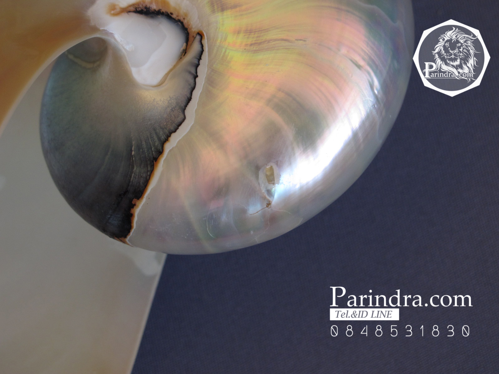 ขายเปลือกหอยงวงช้าง นอติลุส ขนาดเล็ก Nautilus Pompilus หอยหายาก (ขัดแล้ว) เหลือบสีรุ้ง NPP001
